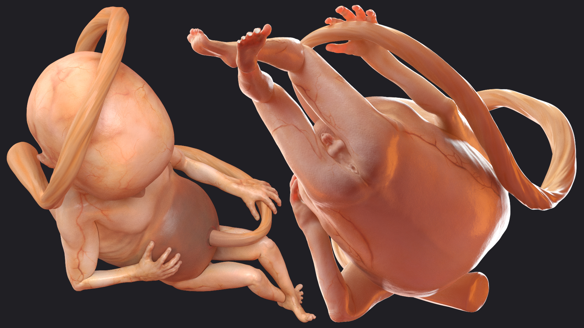 Second Trimester Human Fetus 16 Weeks 3D