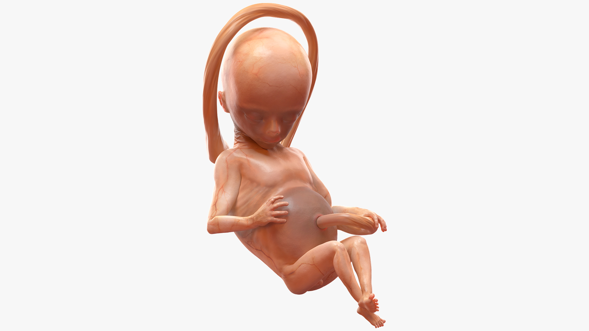 Second Trimester Human Fetus 16 Weeks 3D