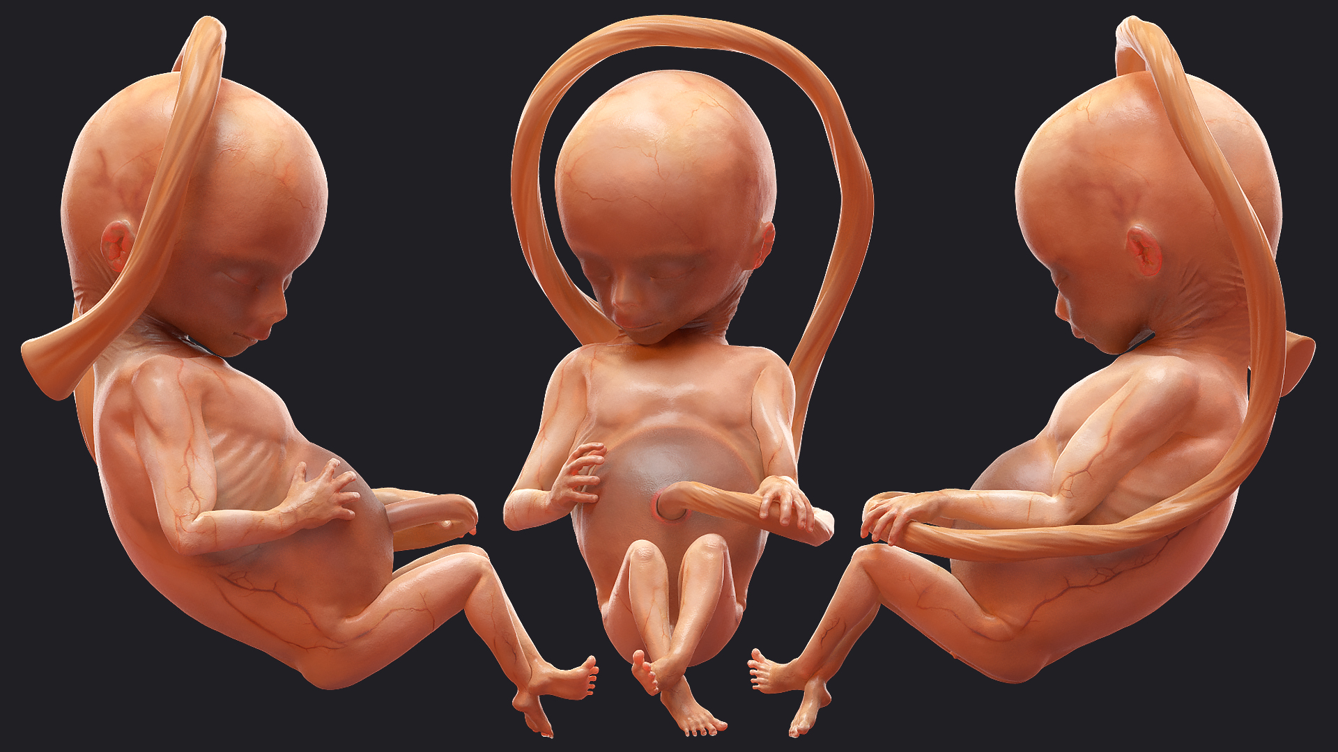 Second Trimester Human Fetus 16 Weeks 3D