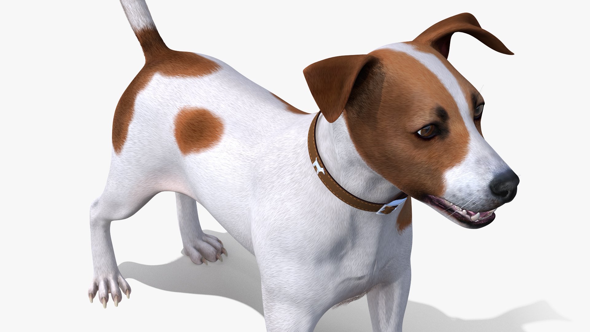 Jack Russell Terrier Spotted Fur 3D