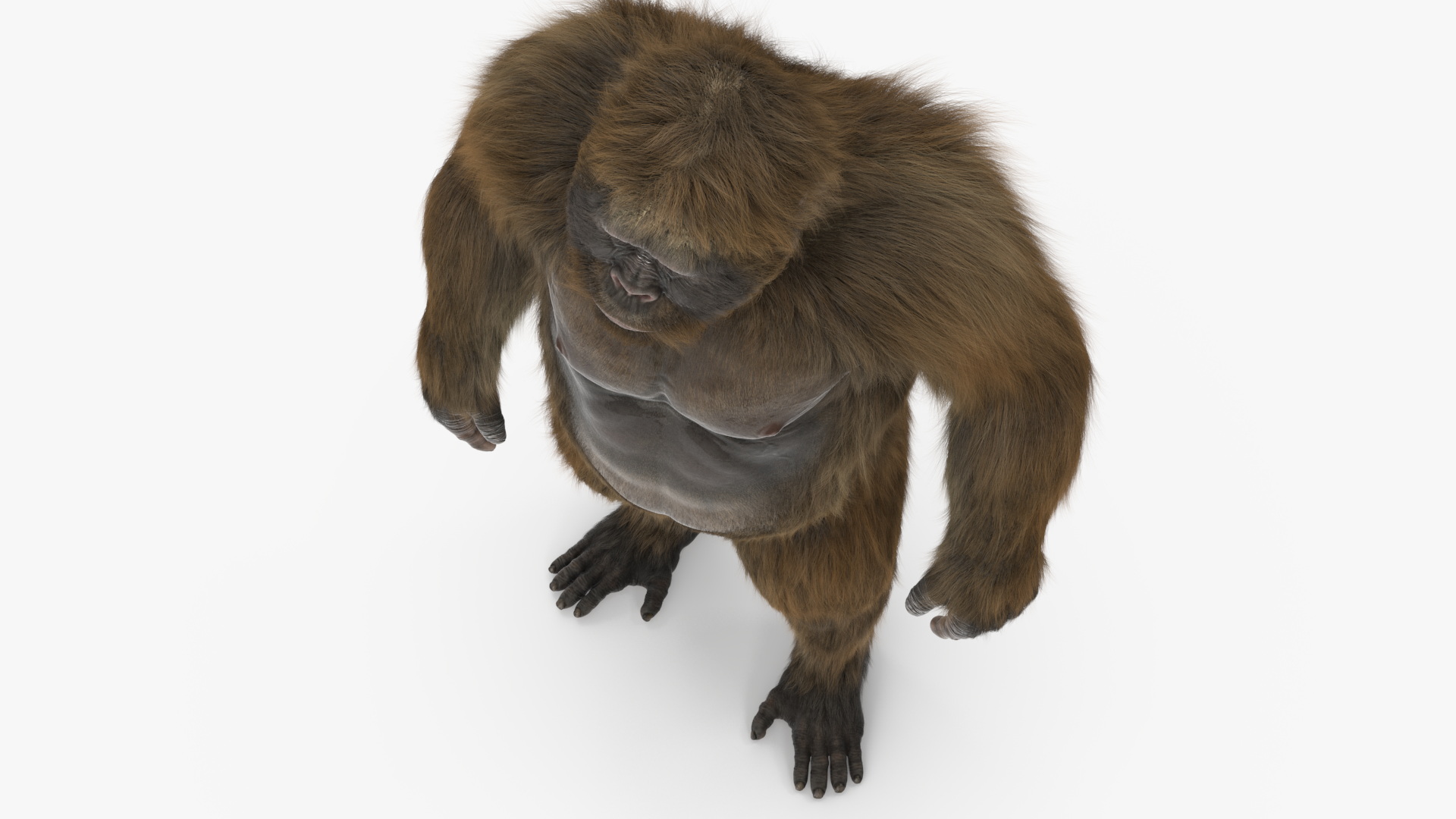 3D Gigantopithecus in Standing Pose Fur