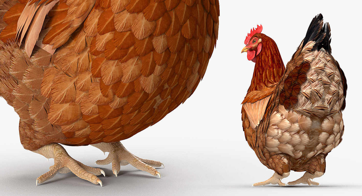 3D model Brown Chicken Siting Pose