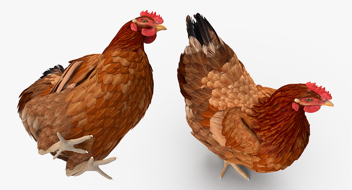 3D model Brown Chicken Siting Pose