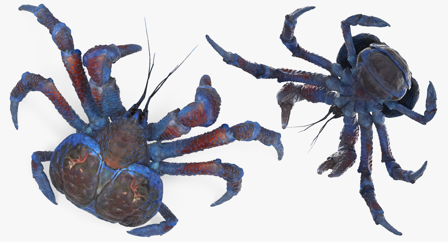 Robber Crab Walking Pose 3D model