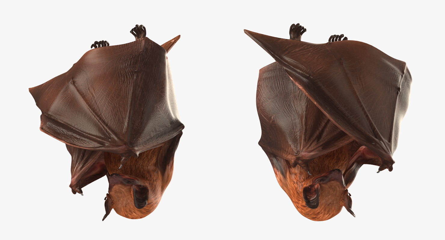 3D Hanging Bat