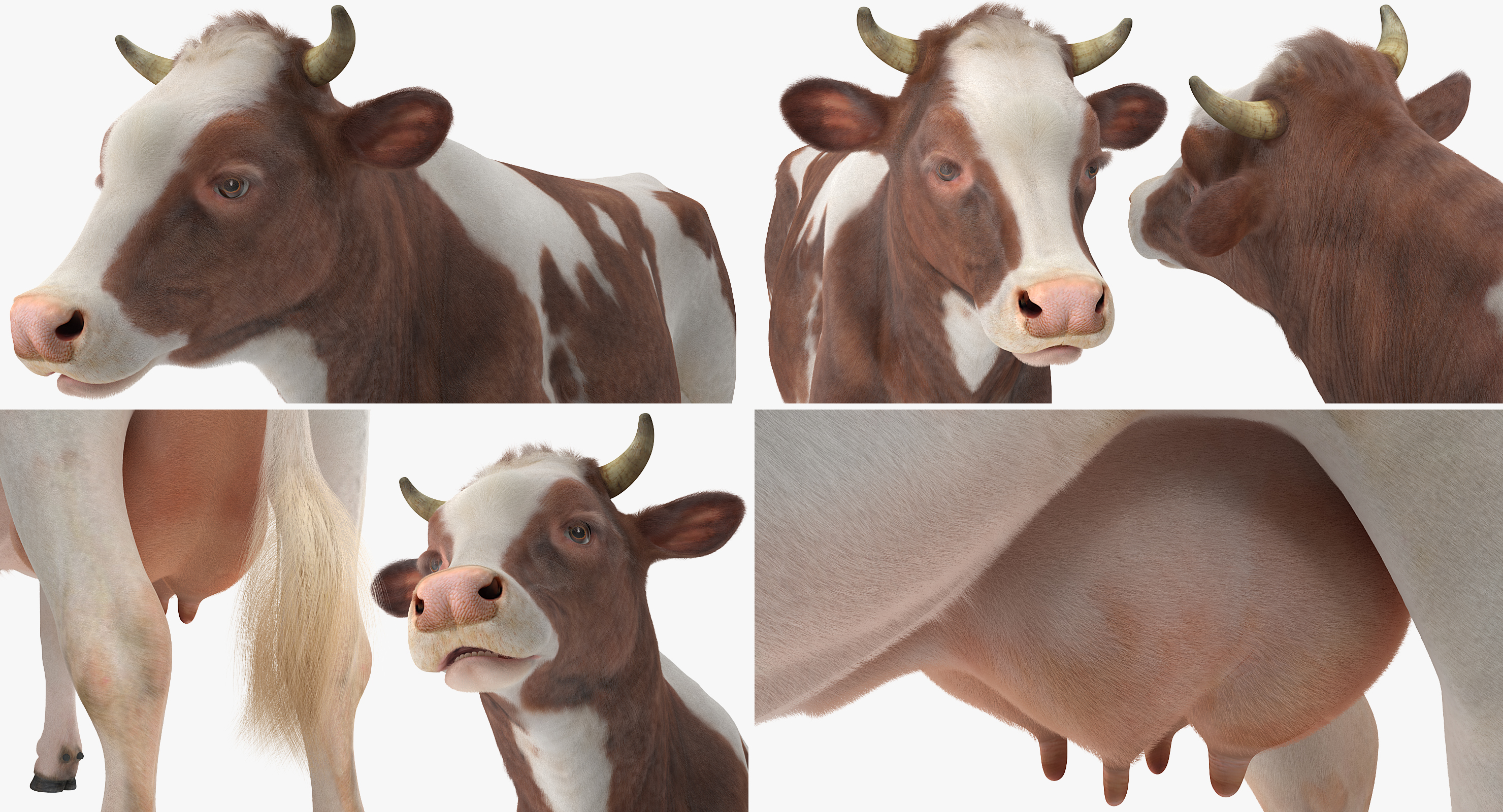 Cow with Fur 3D