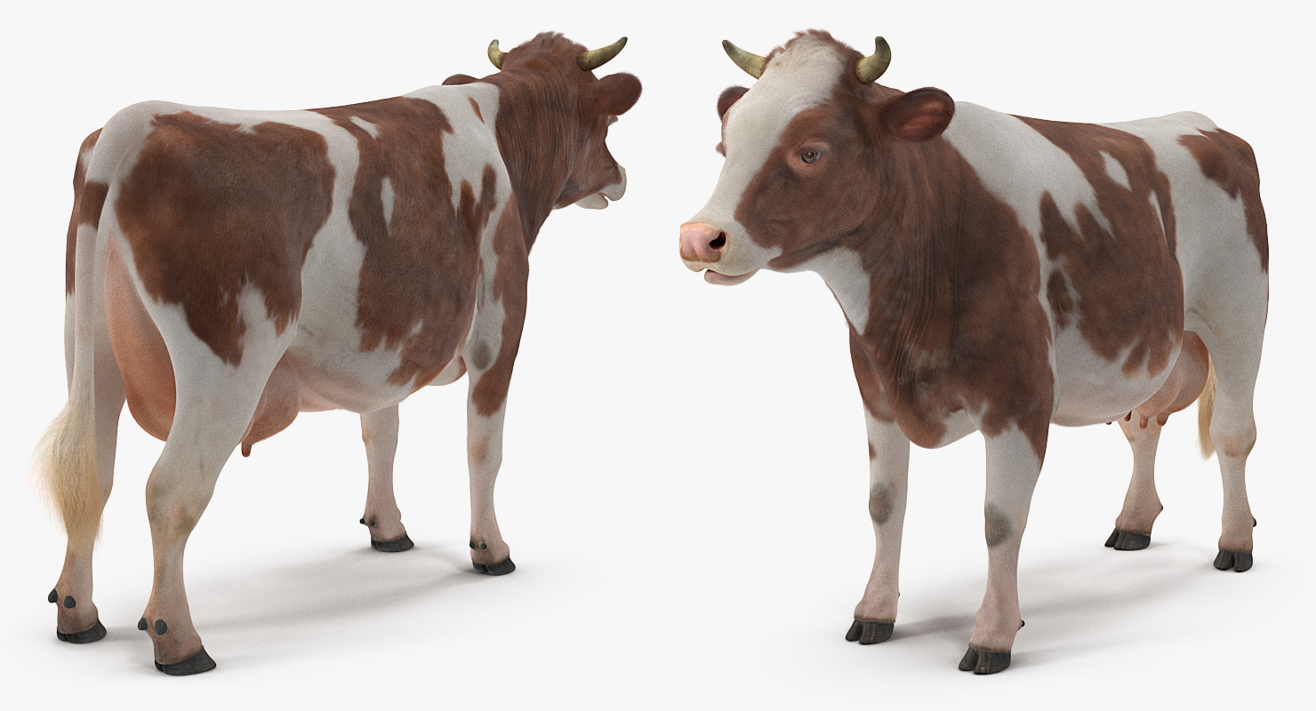 Cow with Fur 3D