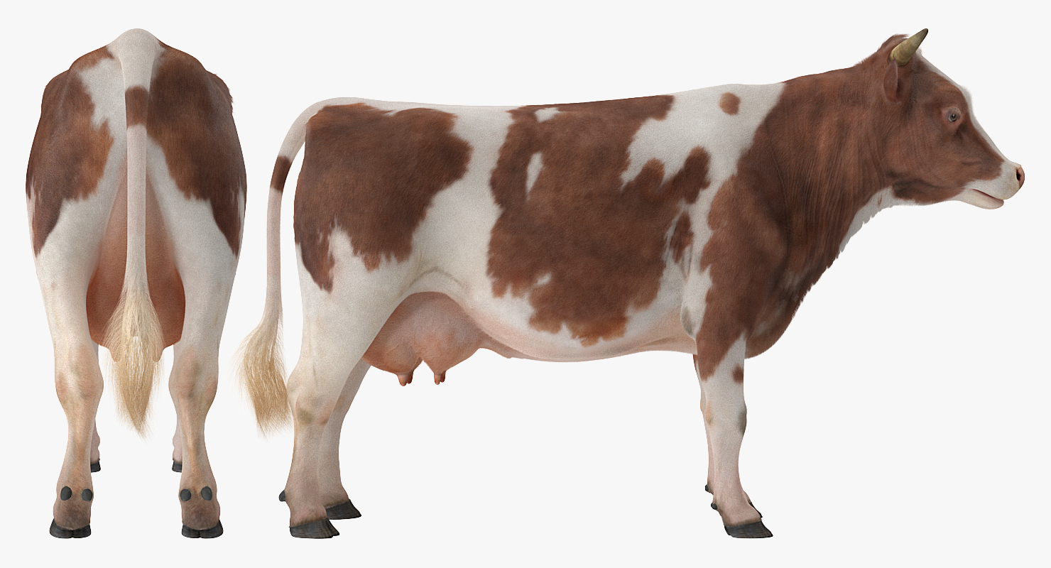 Cow with Fur 3D