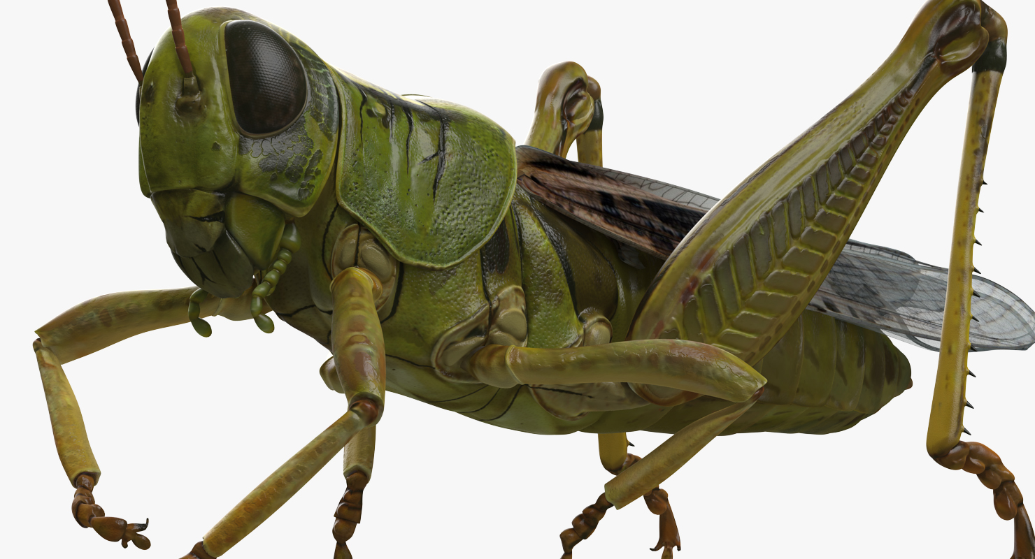 3D Grasshopper Eating Pose model