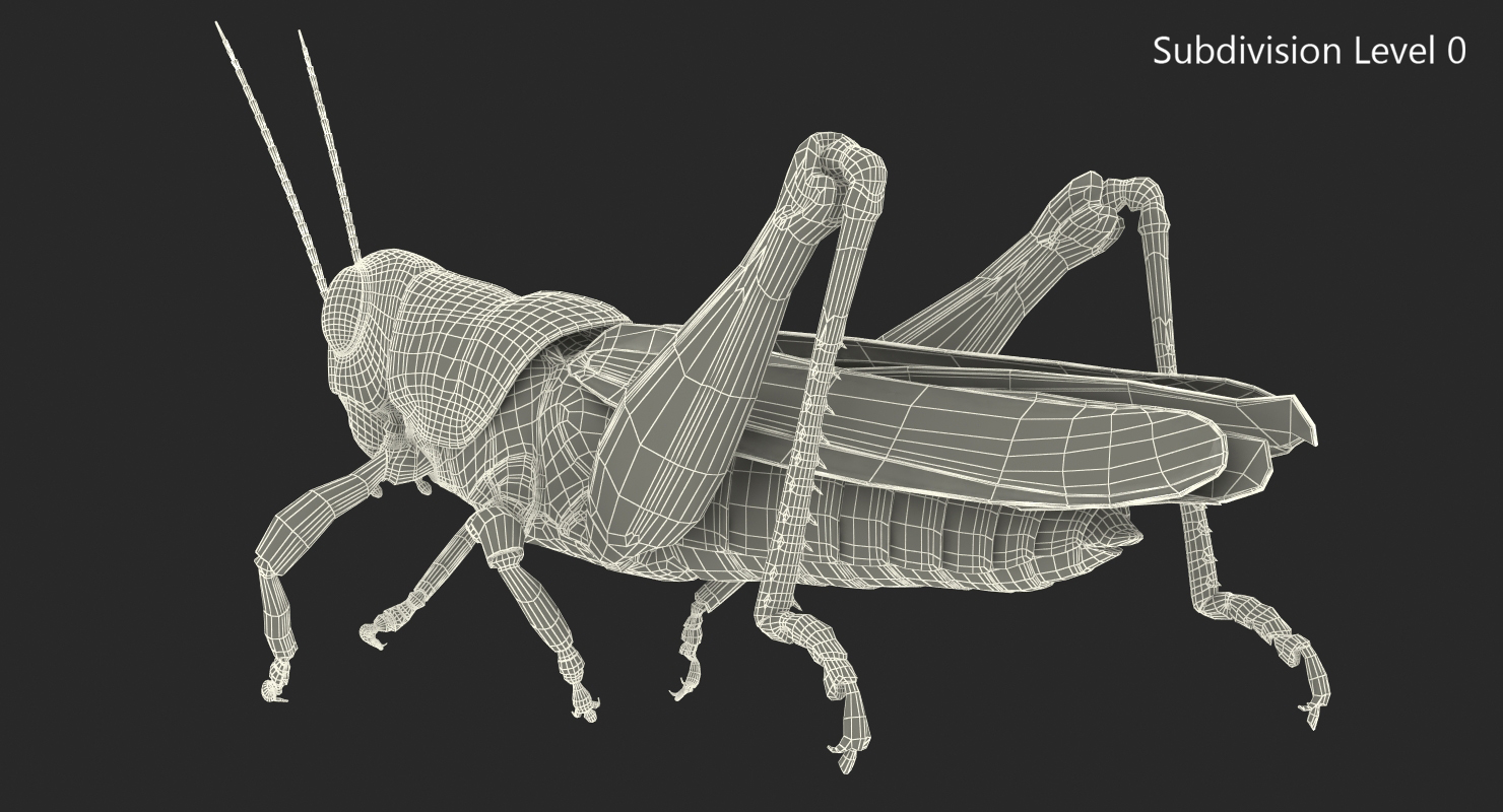 3D Grasshopper Eating Pose model