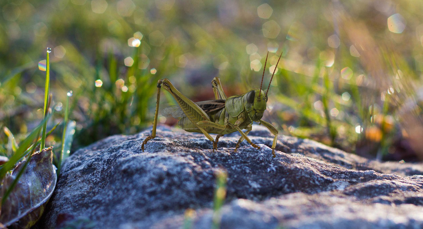 3D Grasshopper Eating Pose model