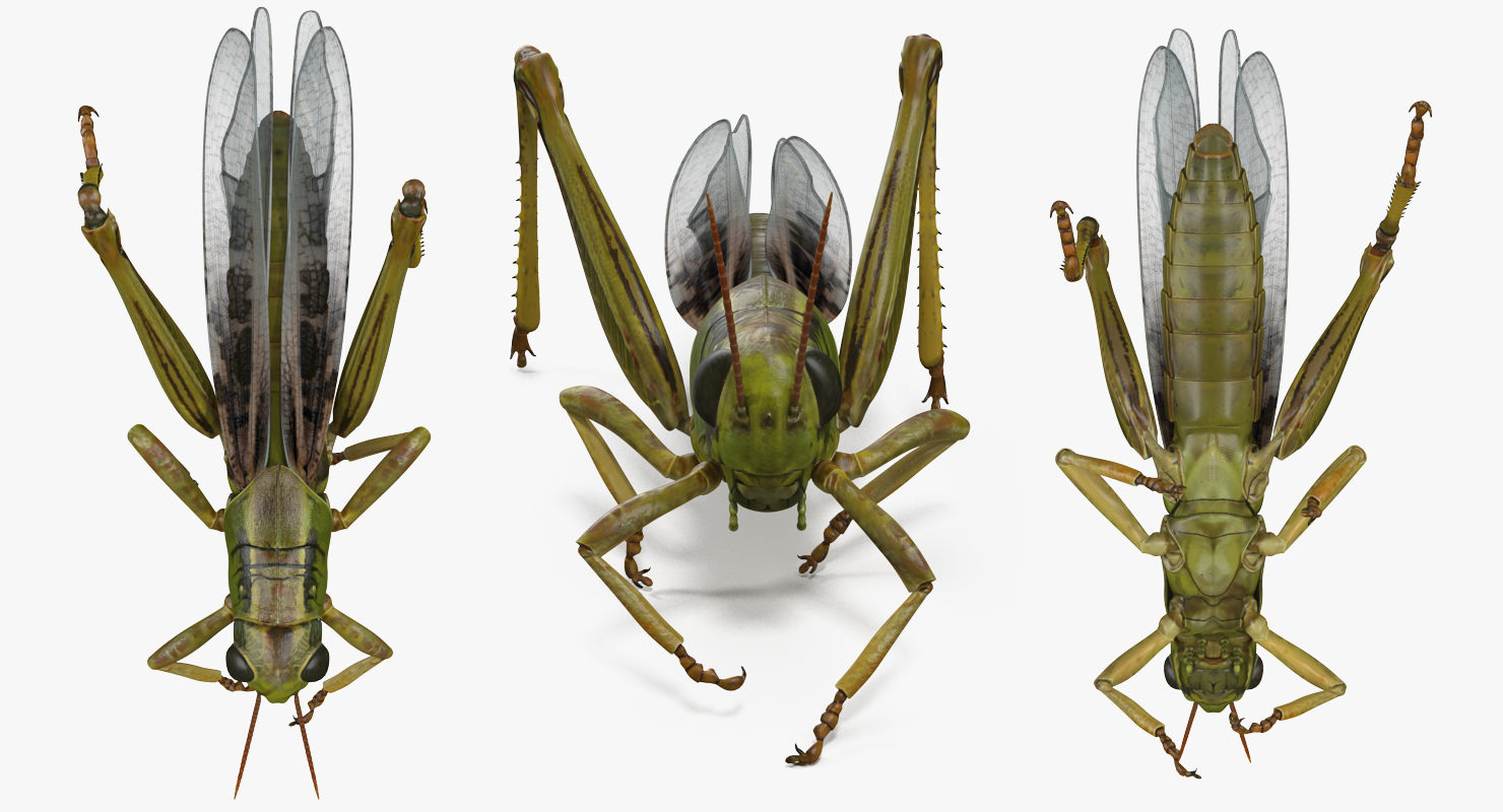 3D Grasshopper Eating Pose model