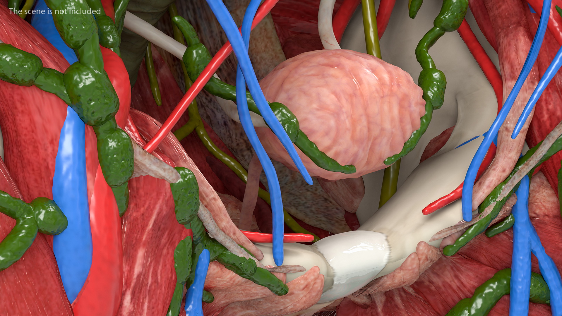 Female Urinary System Anatomy 3D model