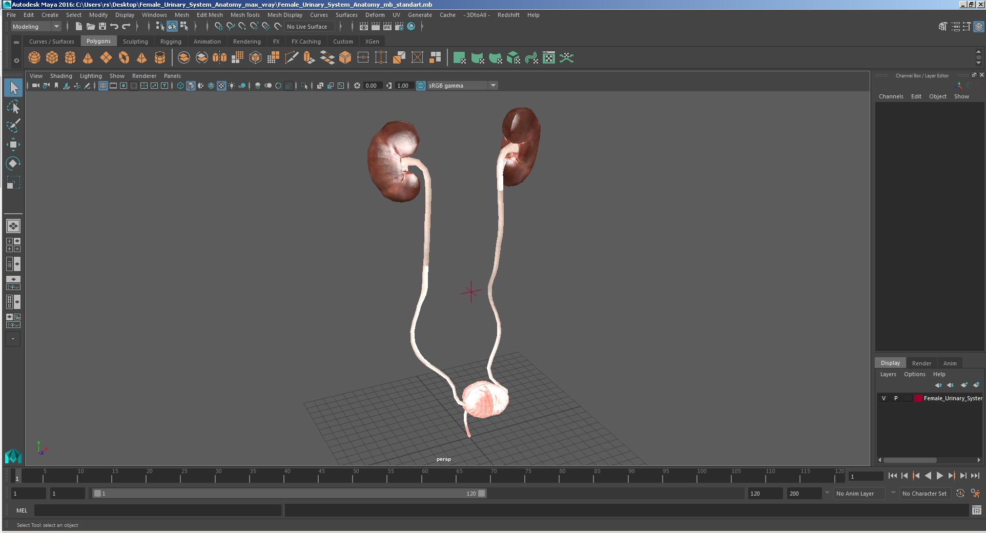 Female Urinary System Anatomy 3D model