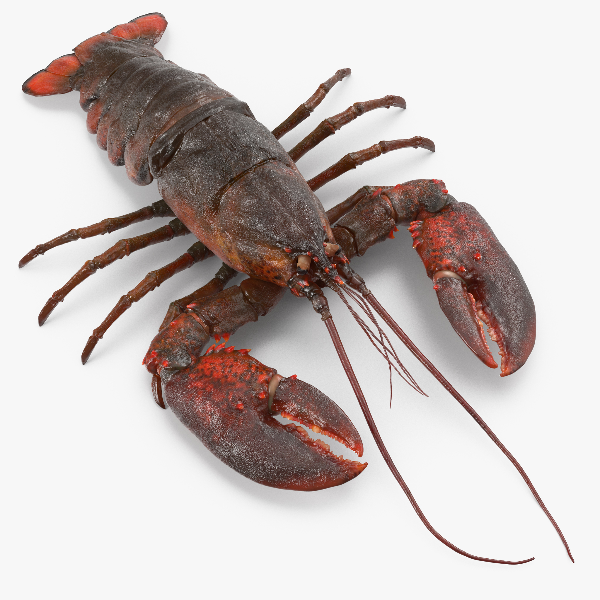 Lobster 3D model