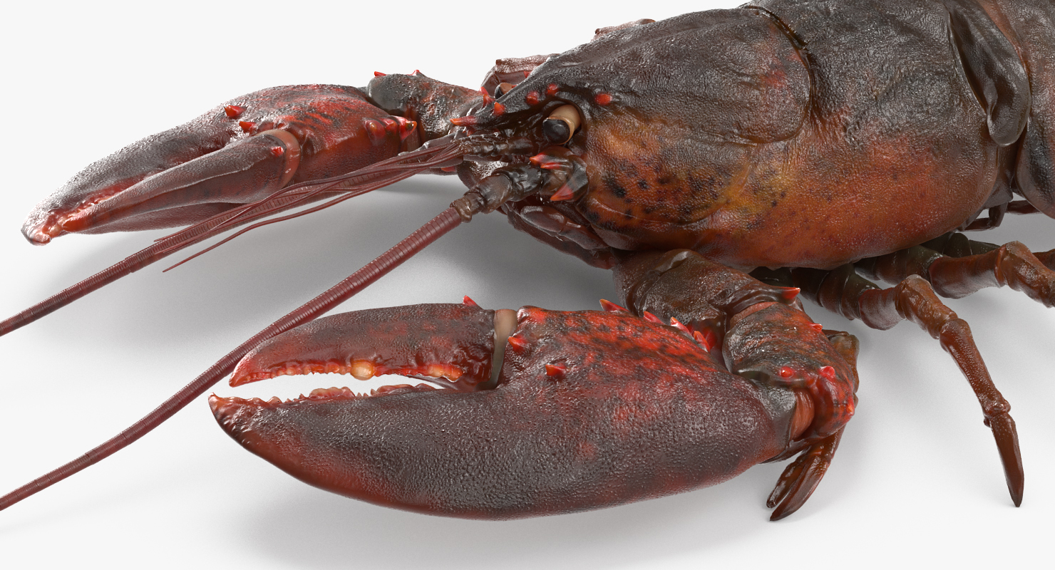 Lobster 3D model