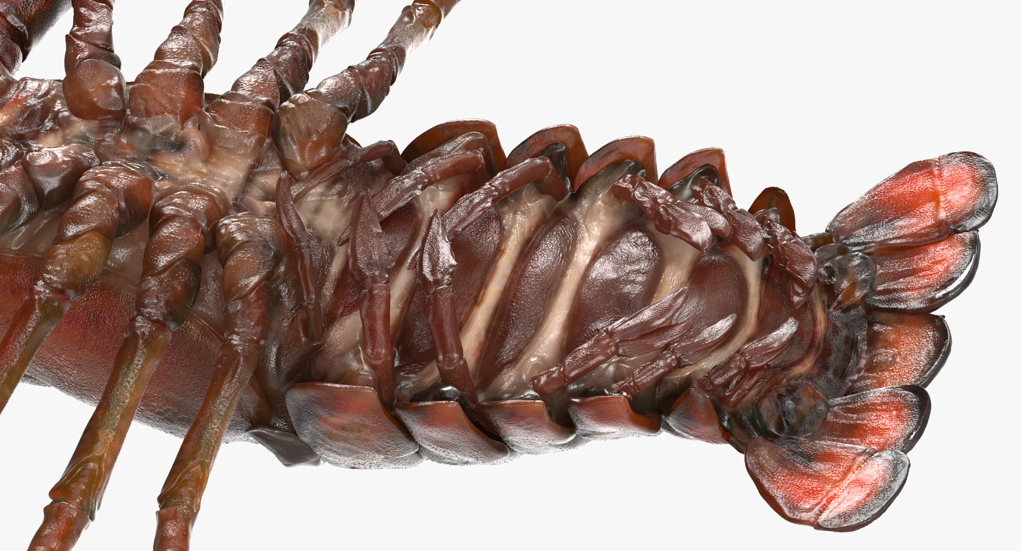 Lobster 3D model