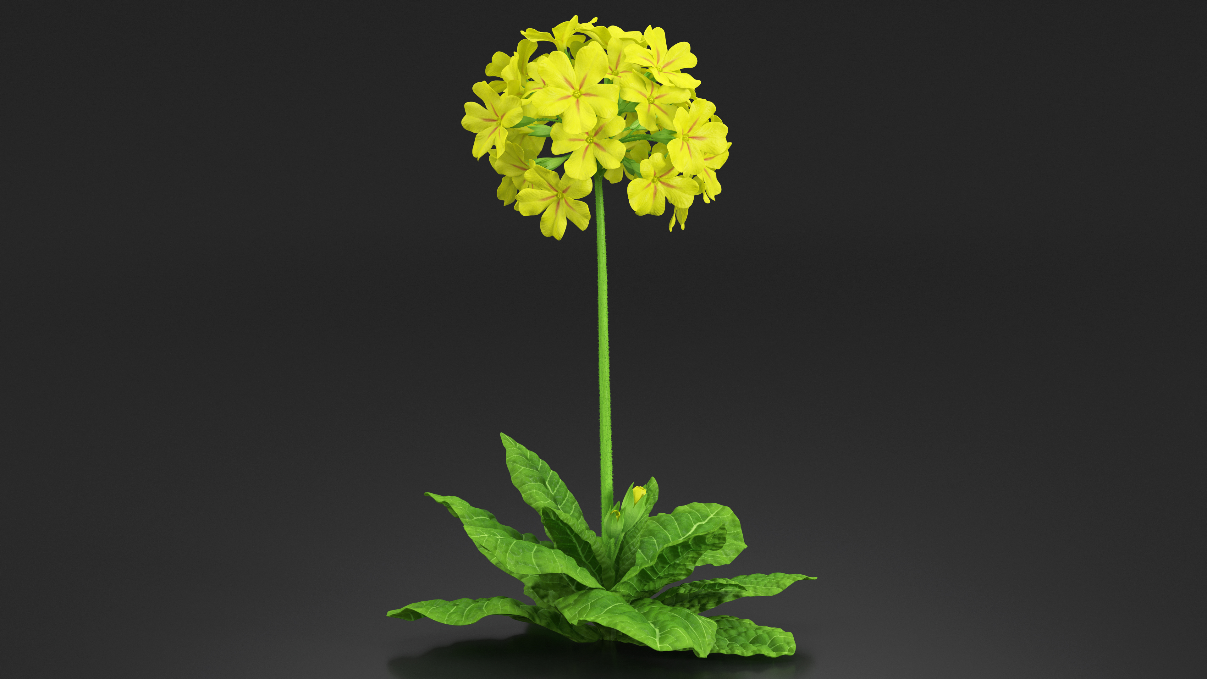 3D Primrose Flower Yellow Fur