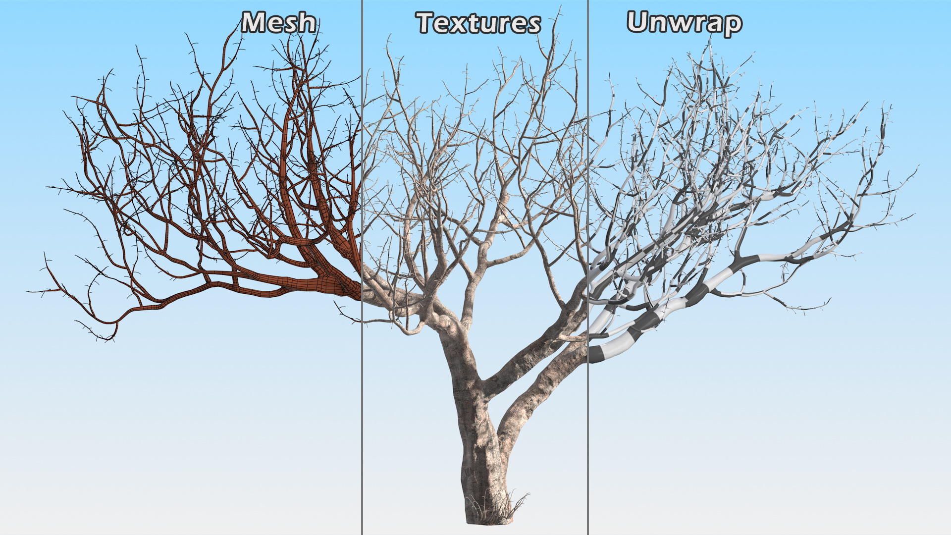 3D Fig Tree Bark model