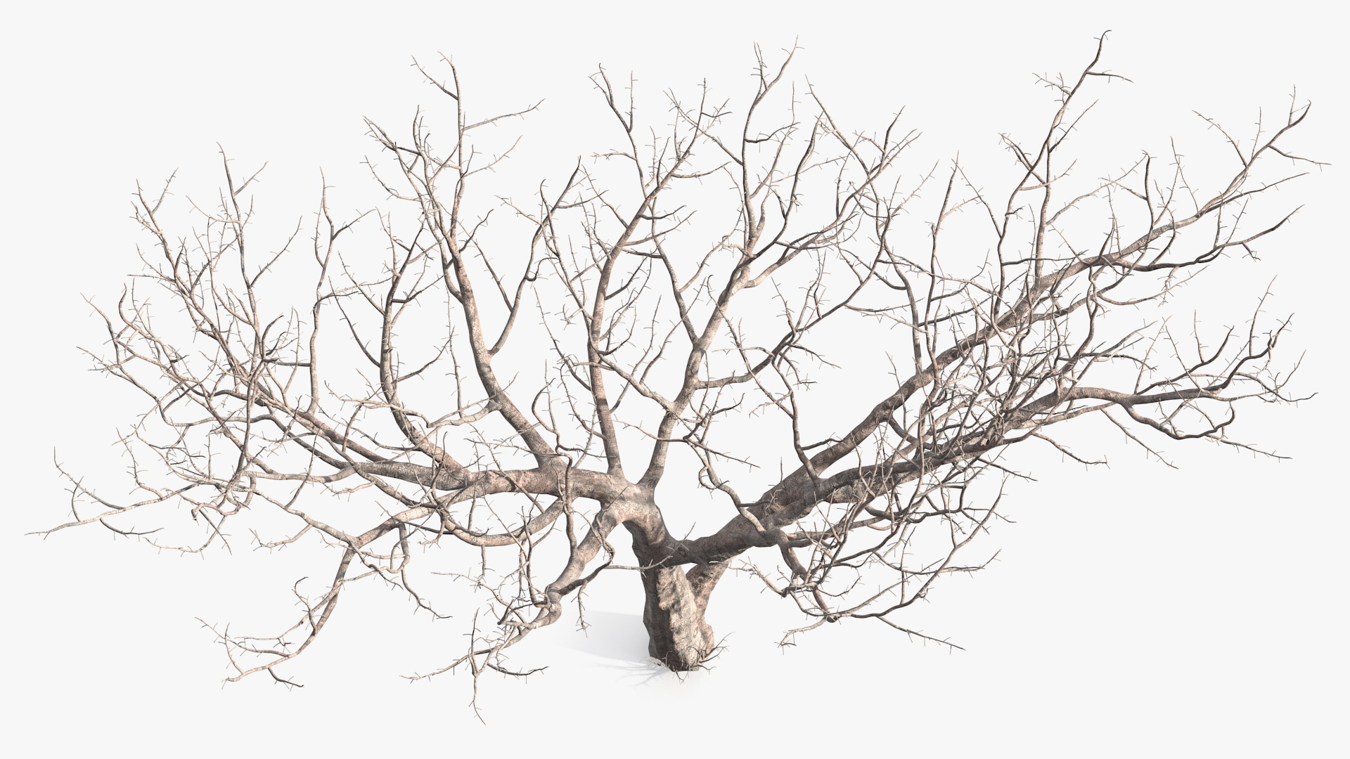 3D Fig Tree Bark model