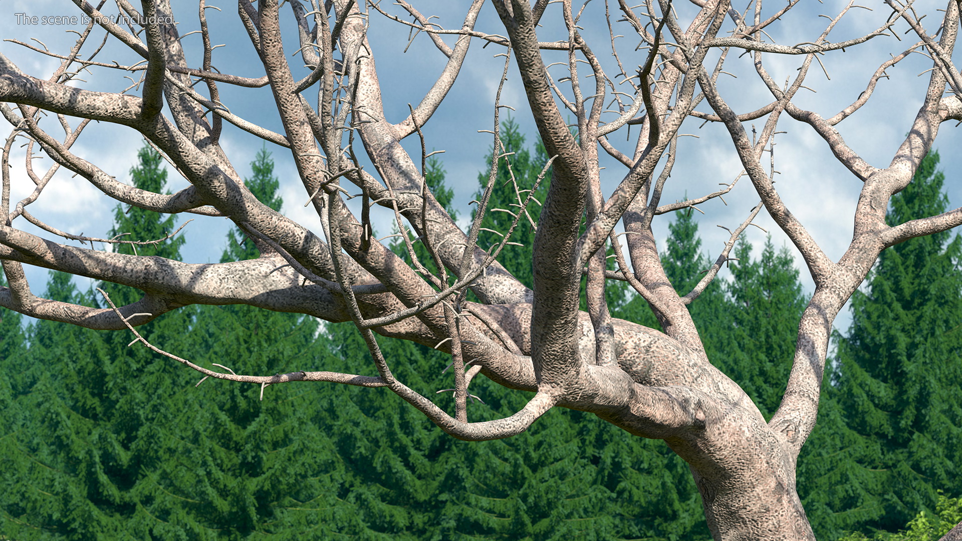 3D Fig Tree Bark model