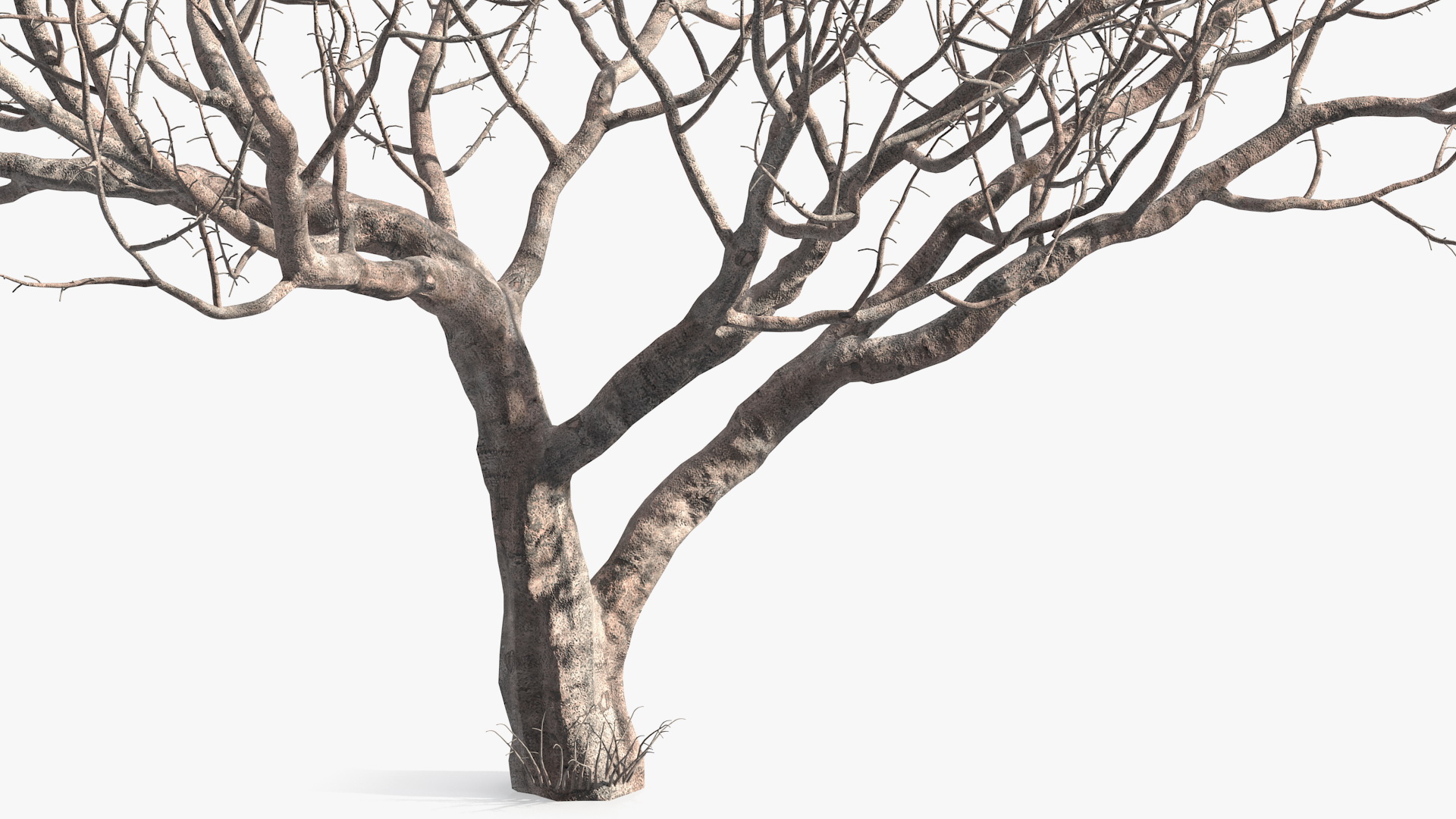 3D Fig Tree Bark model