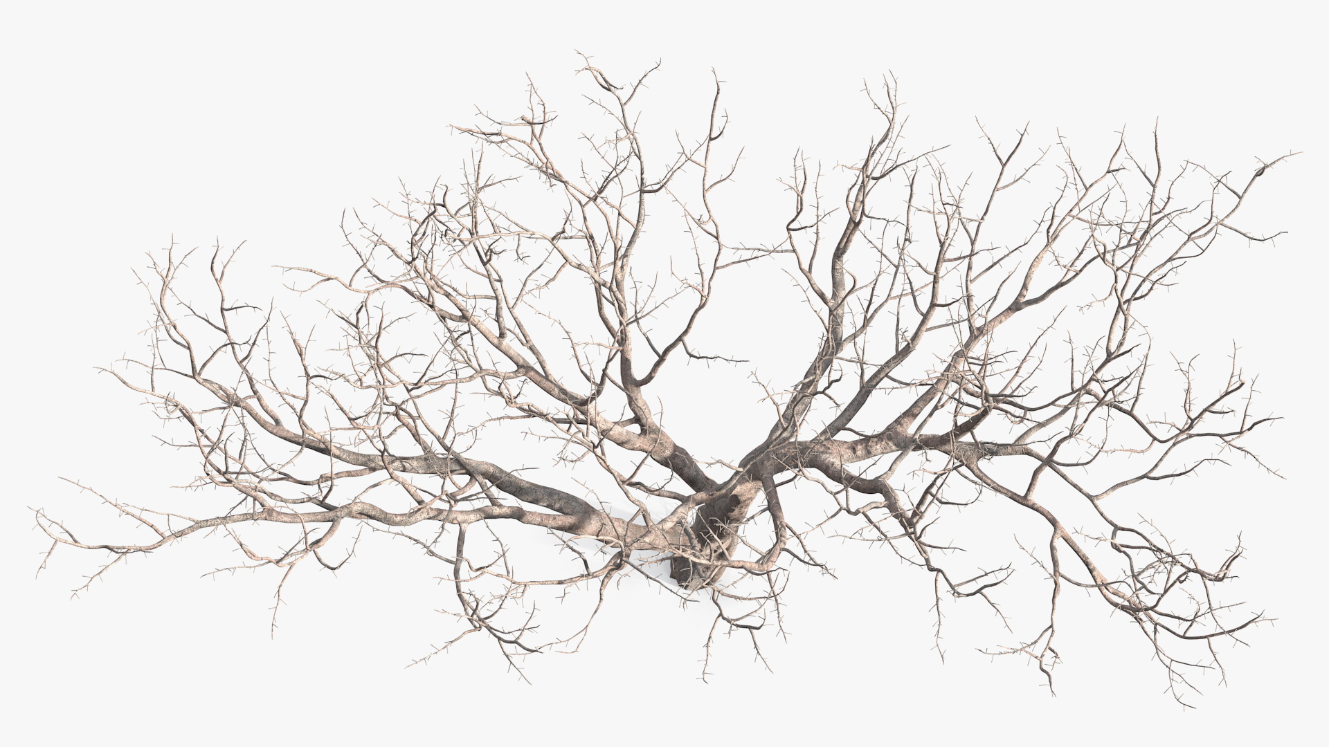 3D Fig Tree Bark model