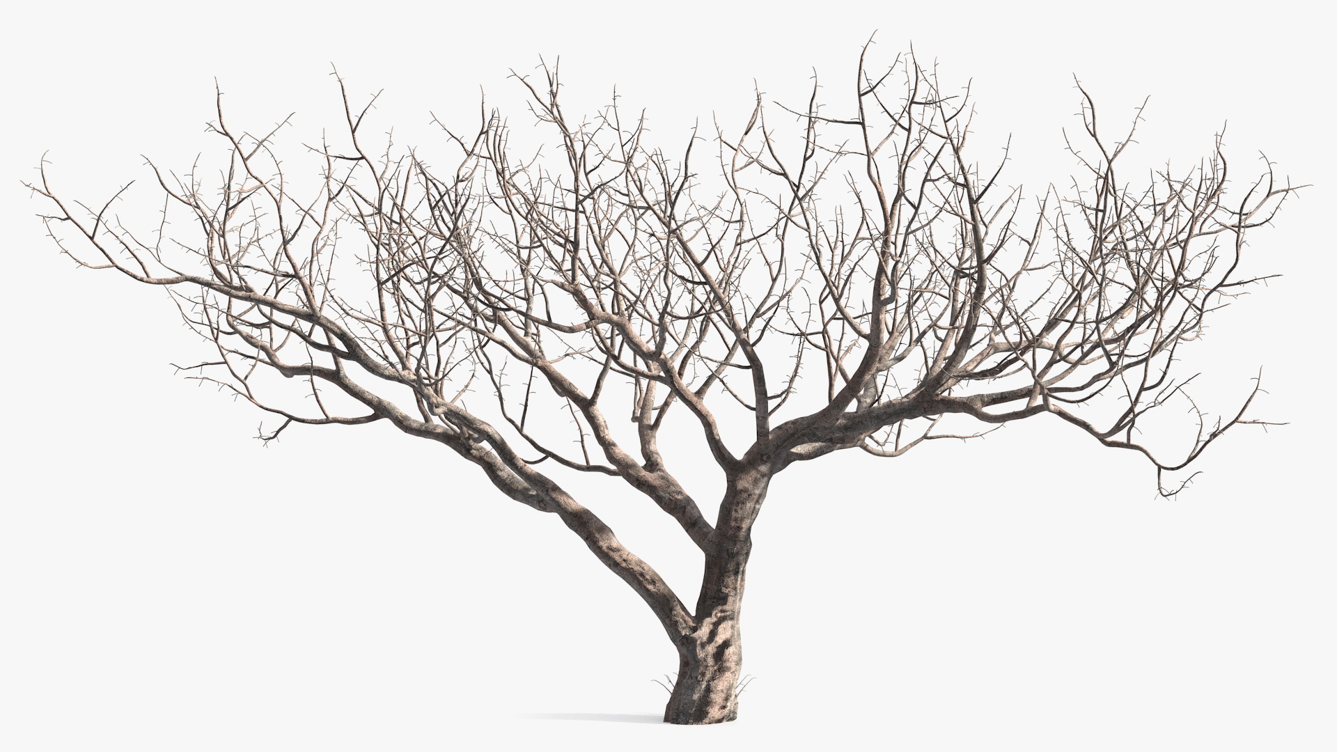 3D Fig Tree Bark model