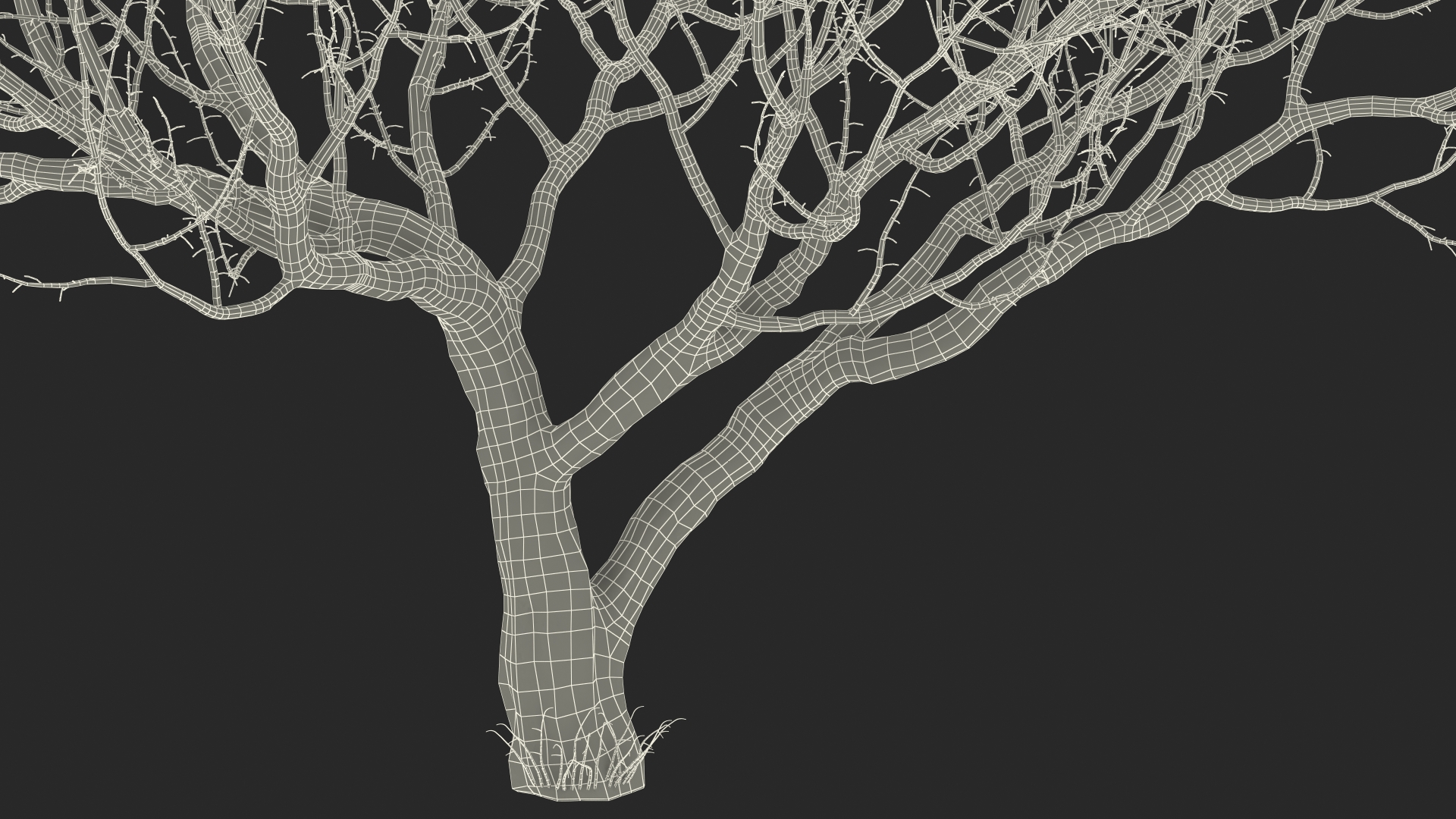 3D Fig Tree Bark model