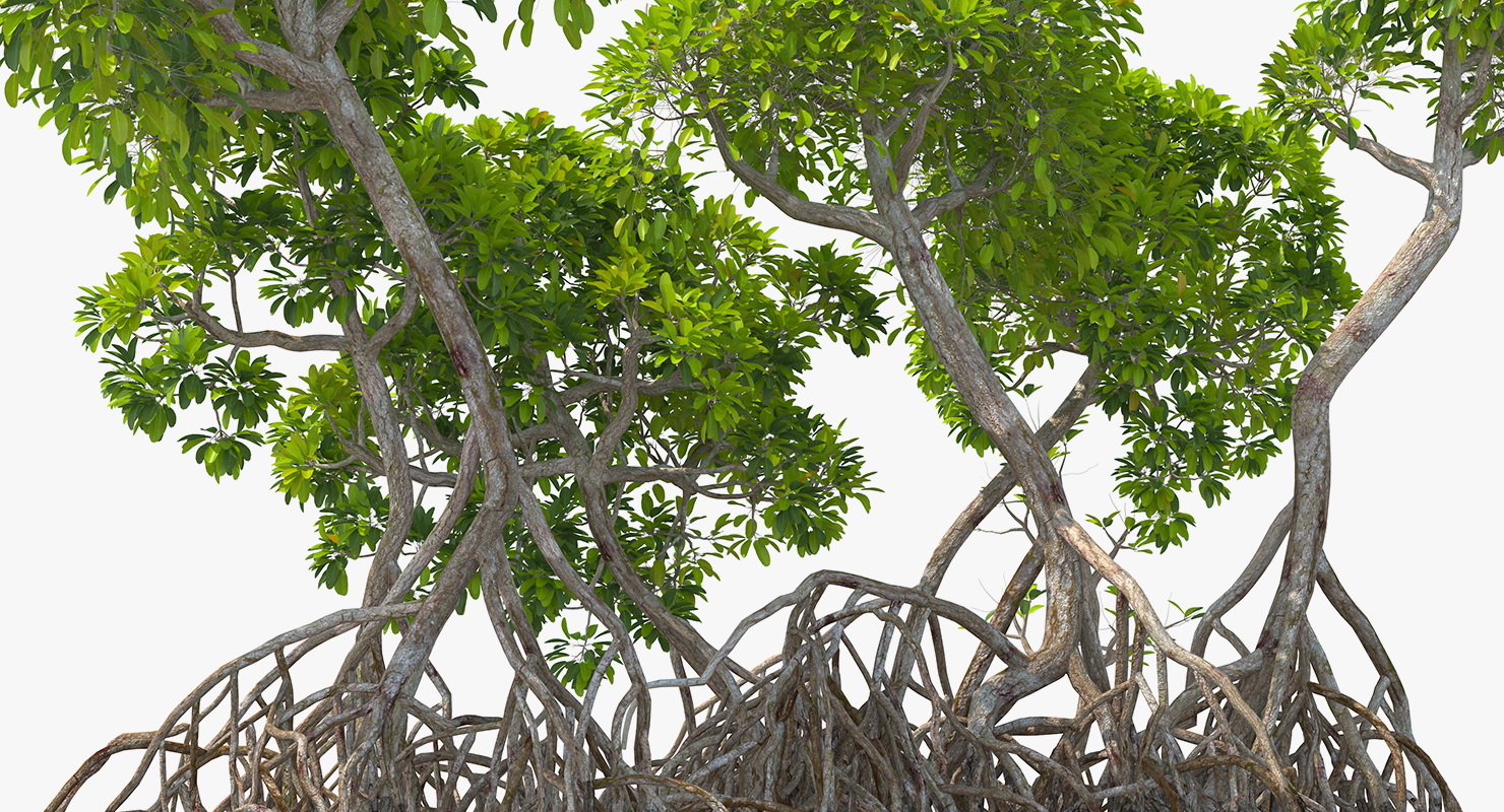 Mangrove Tree Shrub 3D model