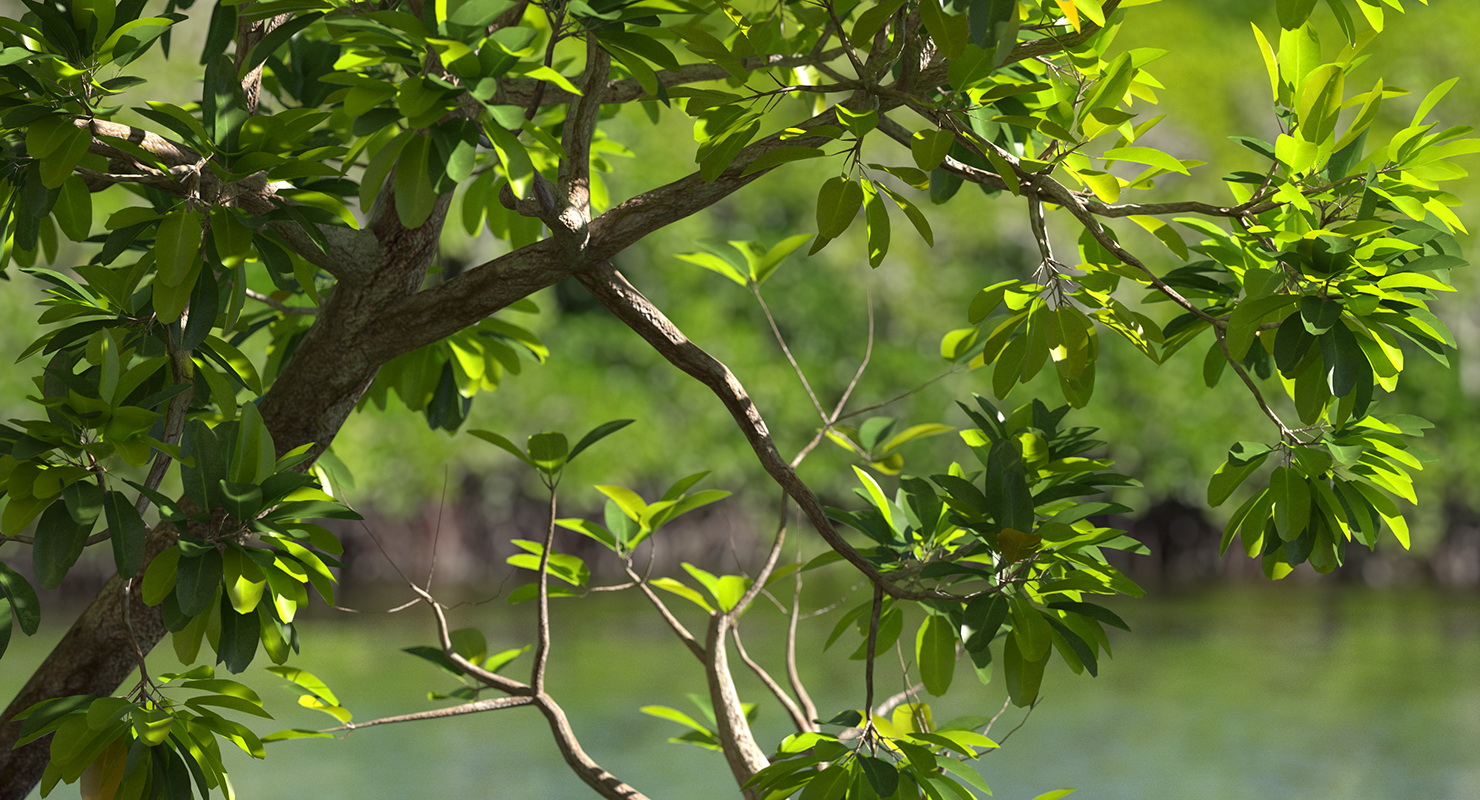 Mangrove Tree Shrub 3D model