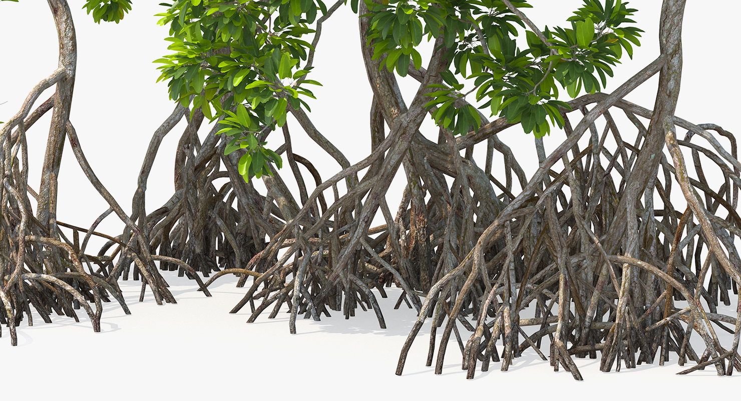 Mangrove Tree Shrub 3D model