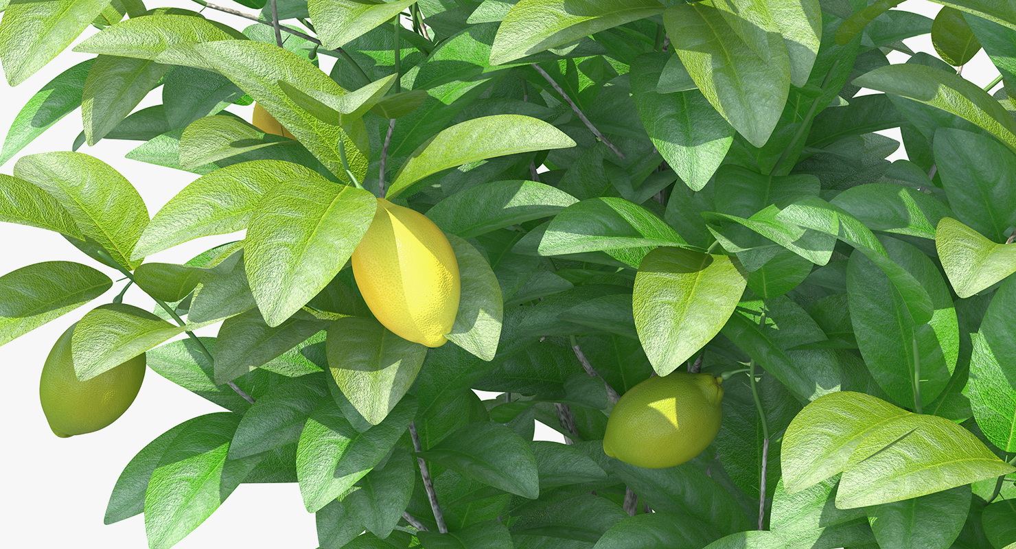 3D Small Lemon Tree