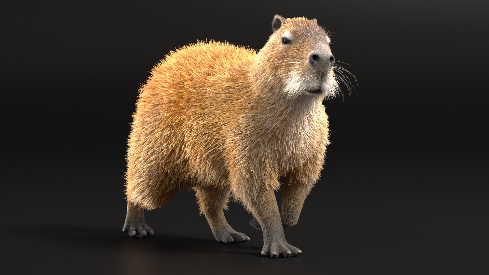 3D model Capybara Walking Pose Fur