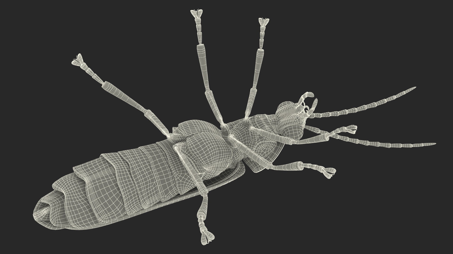 3D Eastern Firefly Crawling Pose Fur model