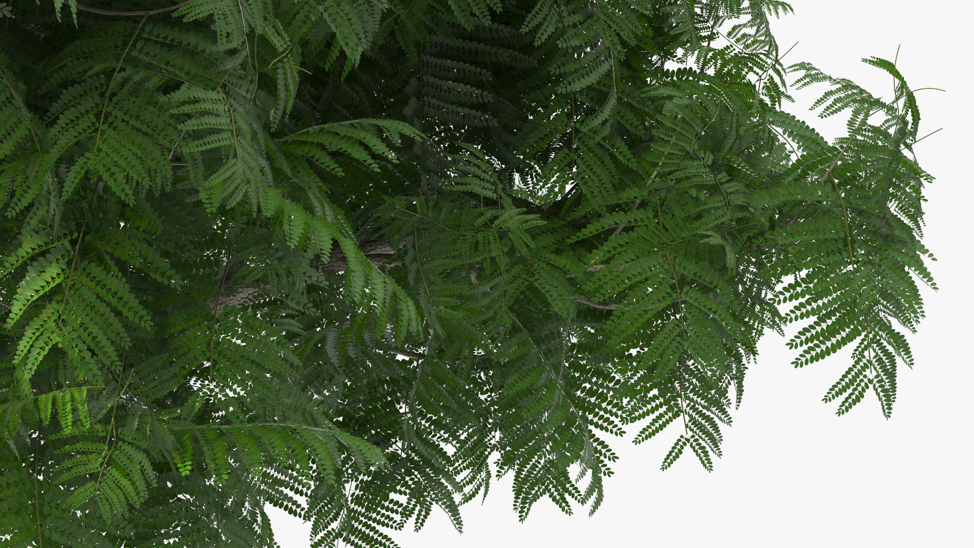 3D Peltophorum Pterocarpum Tree model