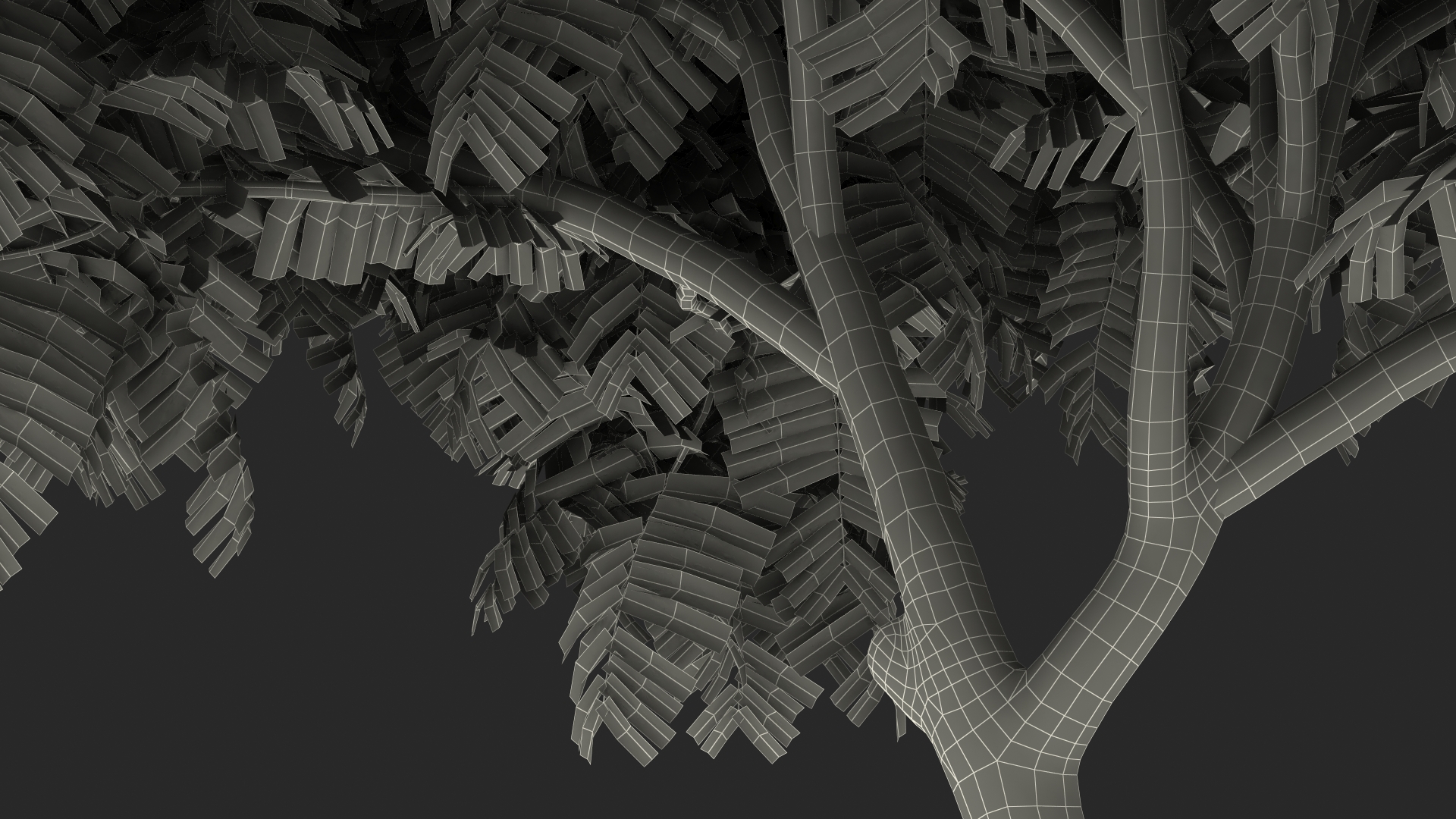 3D Peltophorum Pterocarpum Tree model