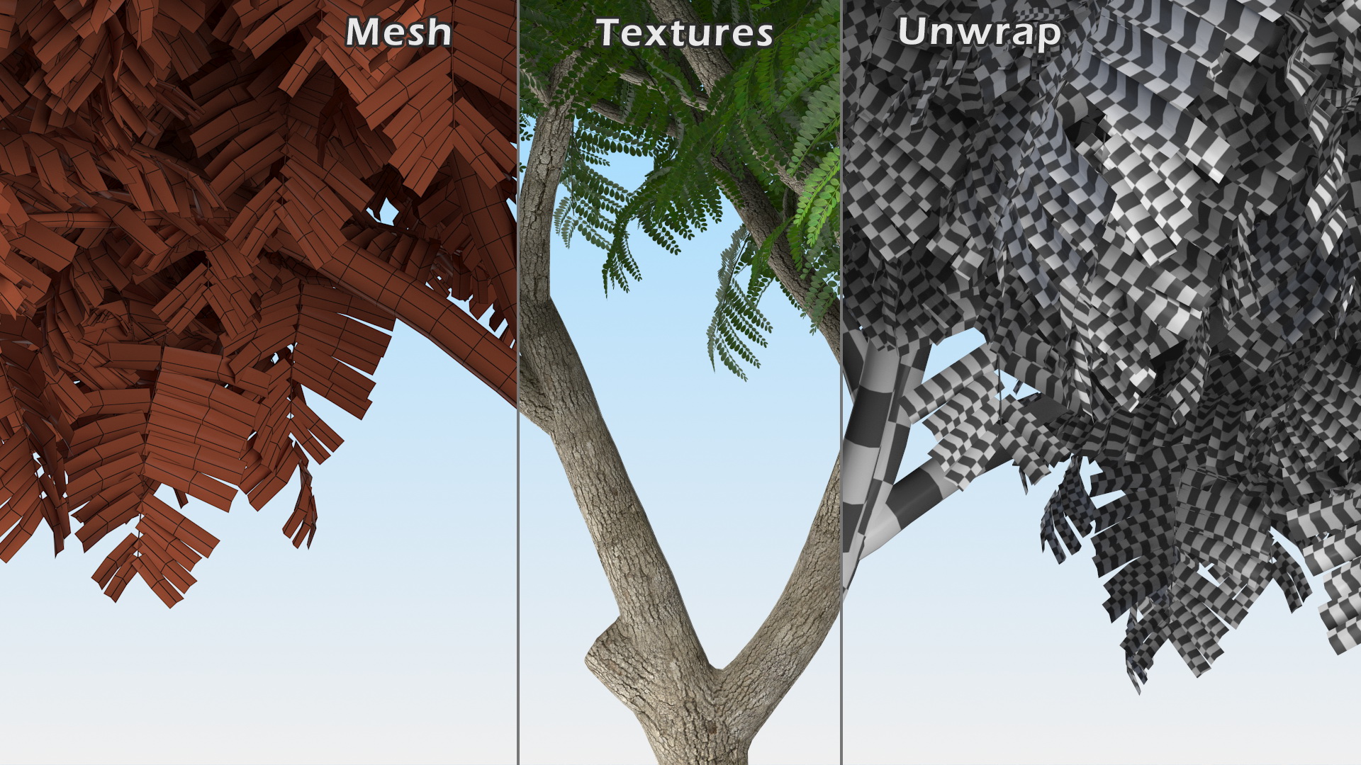 3D Peltophorum Pterocarpum Tree model