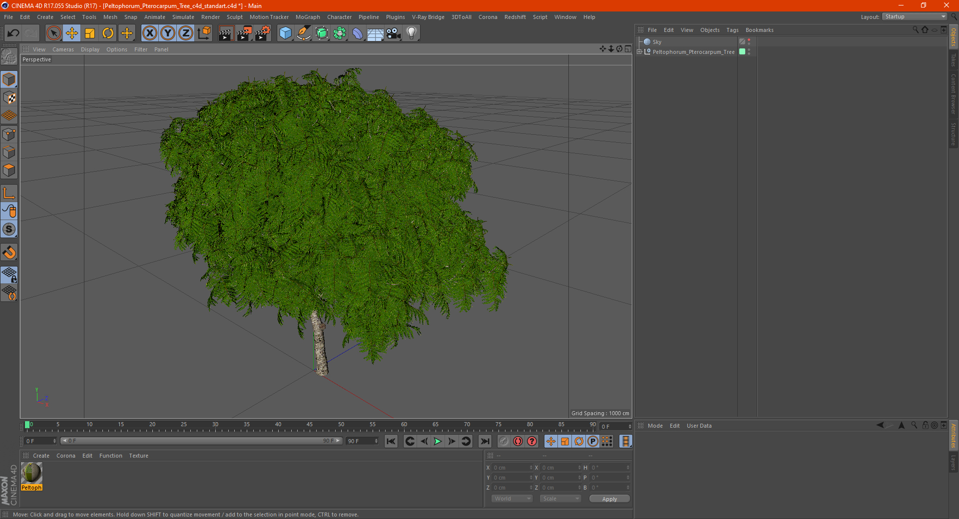 3D Peltophorum Pterocarpum Tree model