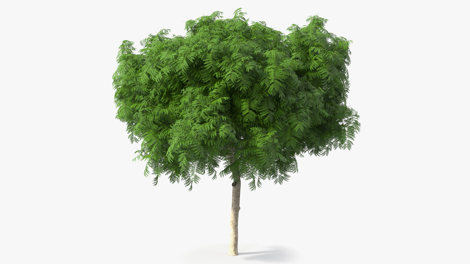 3D Peltophorum Pterocarpum Tree model