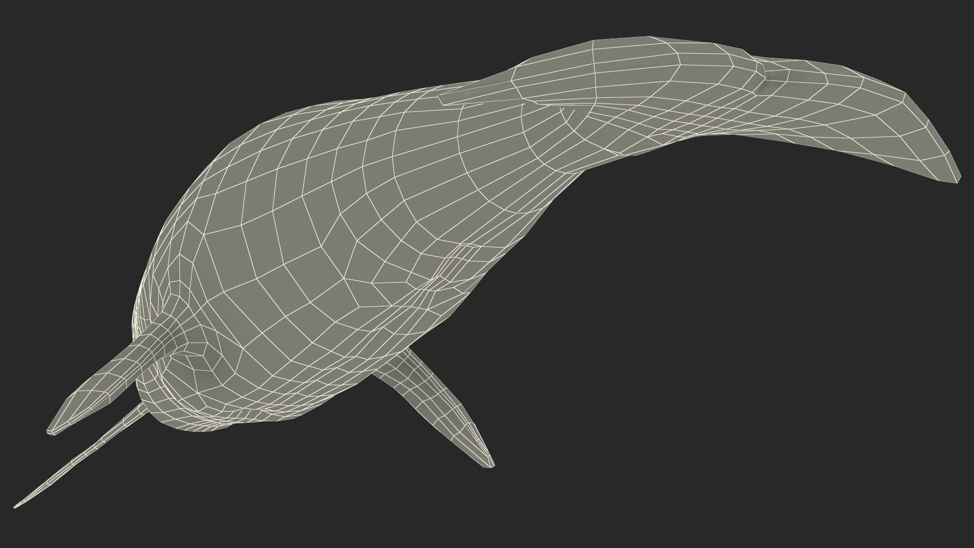 3D Narwhal Toothed Whale