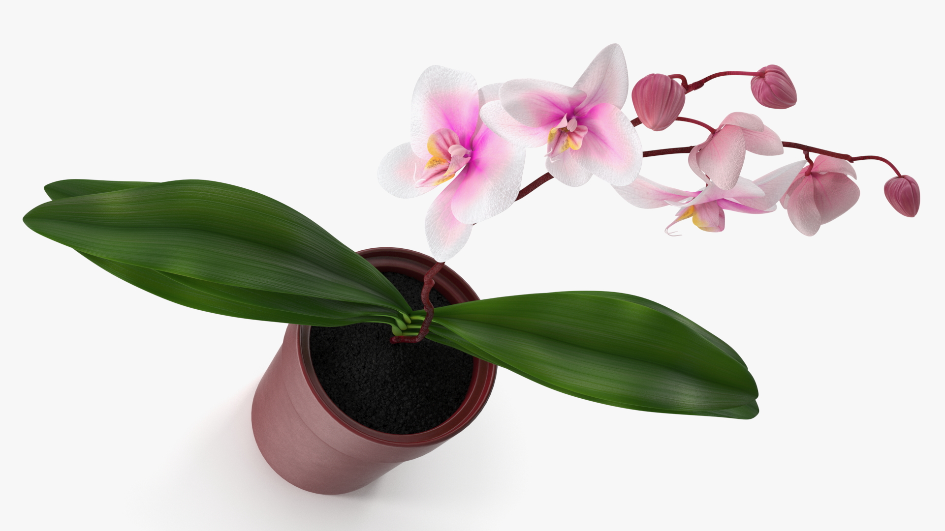 Red Pot Orchid 3D model