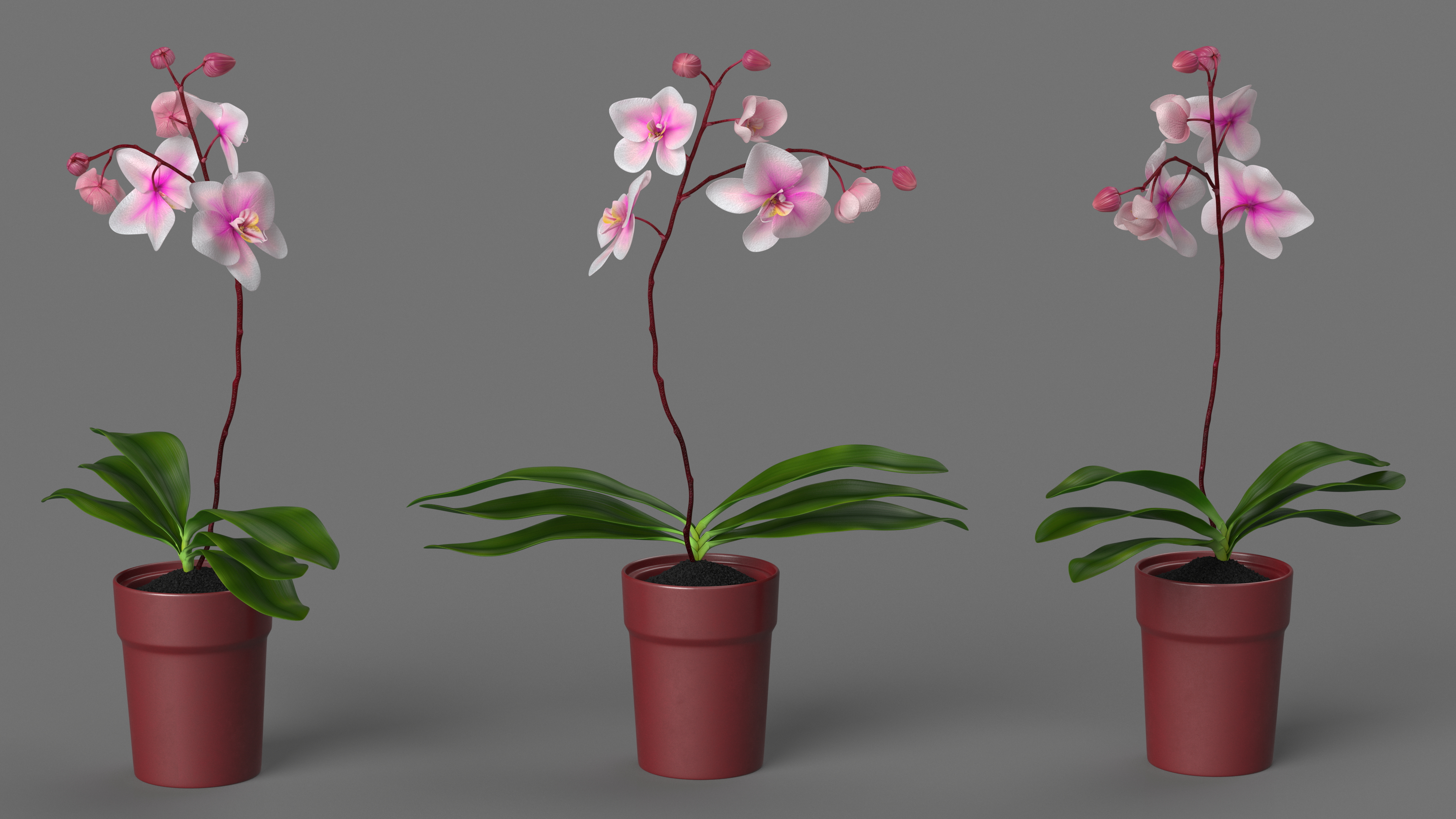 Red Pot Orchid 3D model