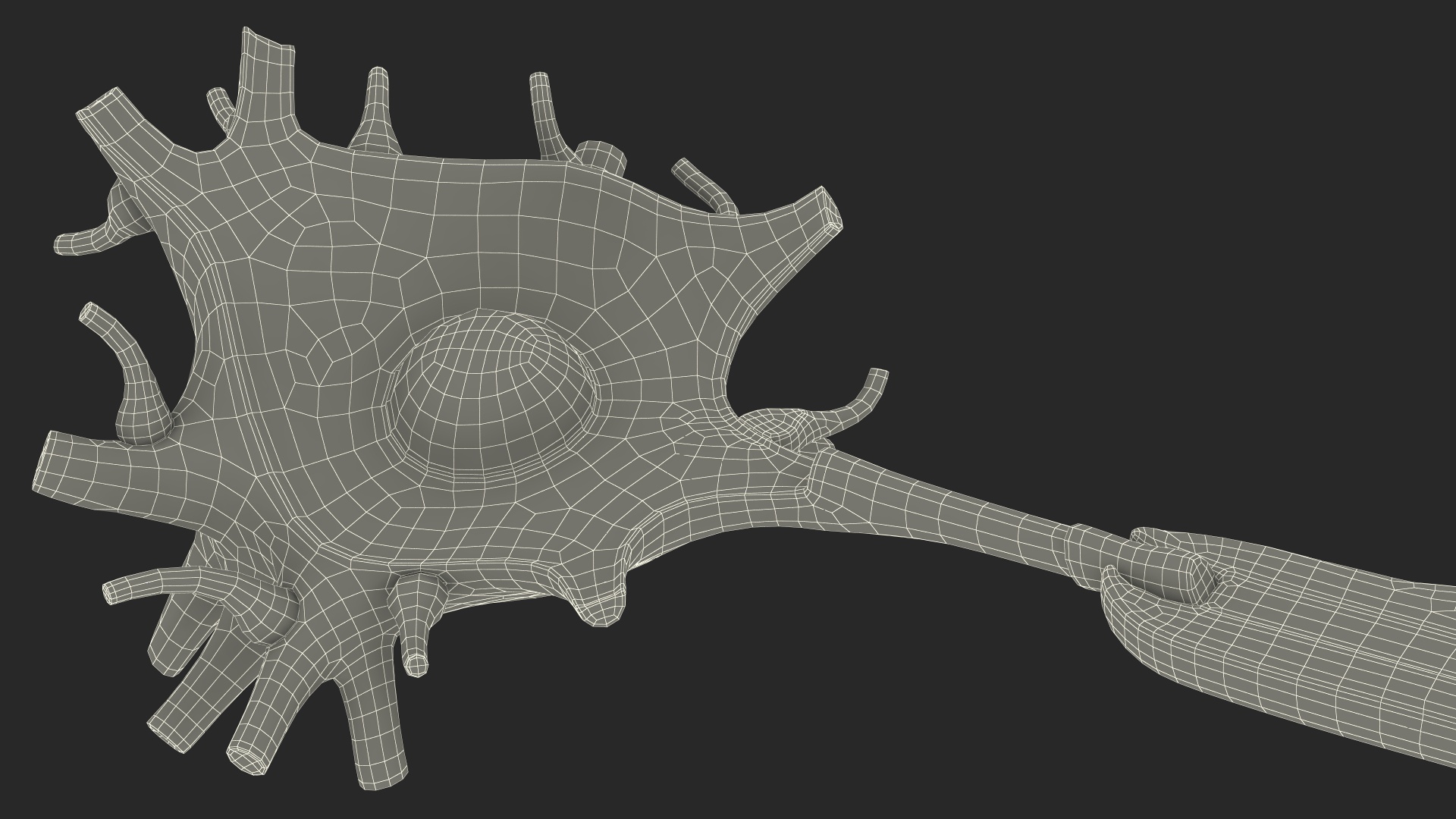 3D Human Brain Neuron Cross-Section Plastic Model