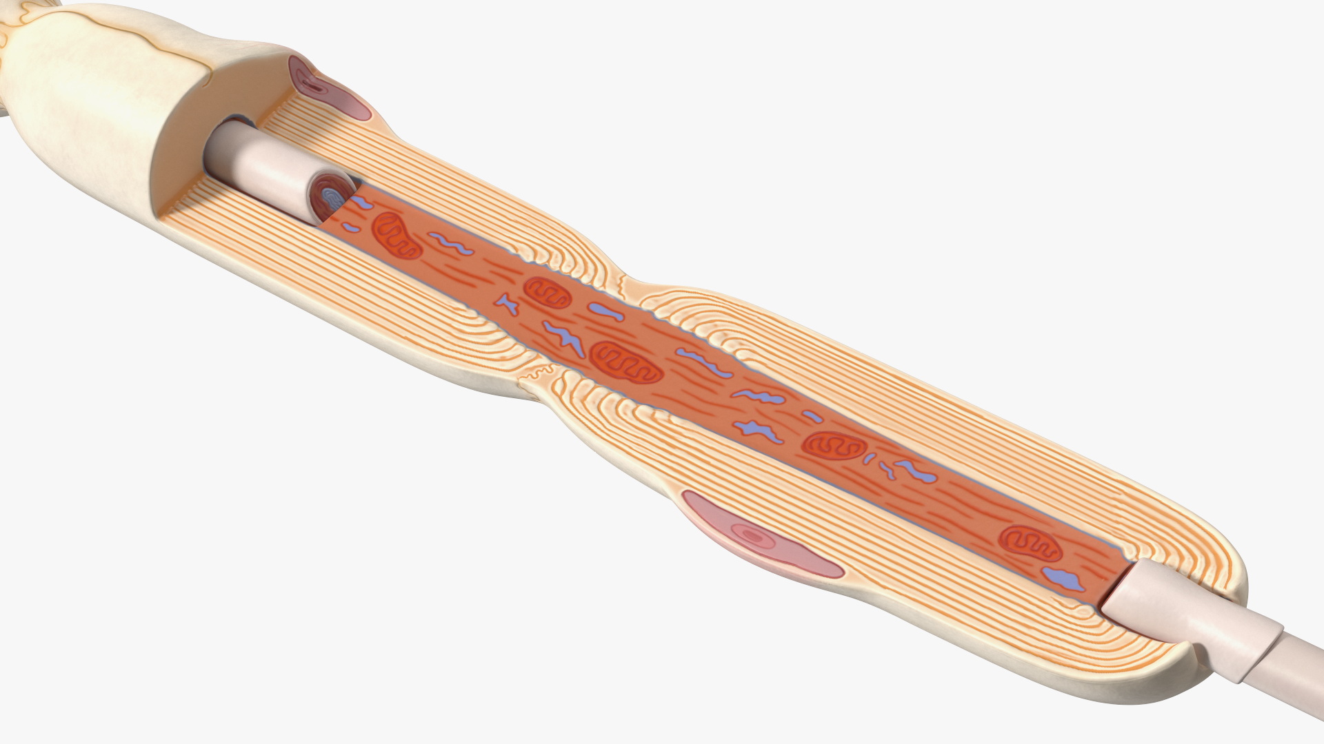 3D Human Brain Neuron Cross-Section Plastic Model