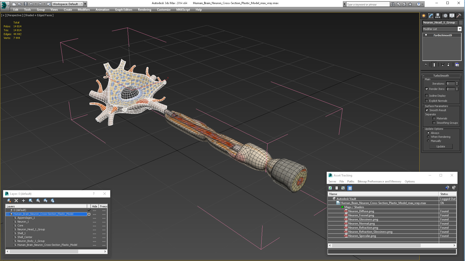 3D Human Brain Neuron Cross-Section Plastic Model