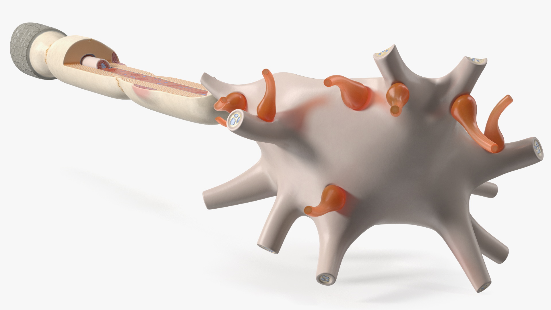 3D Human Brain Neuron Cross-Section Plastic Model