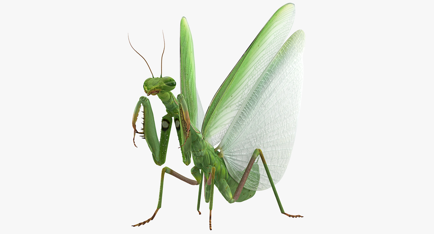 3D European Mantis Wings Open