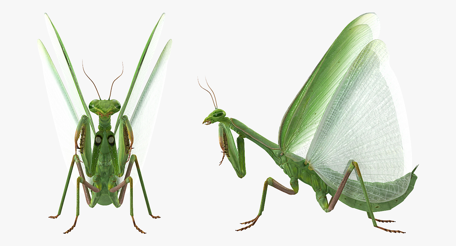 3D European Mantis Wings Open