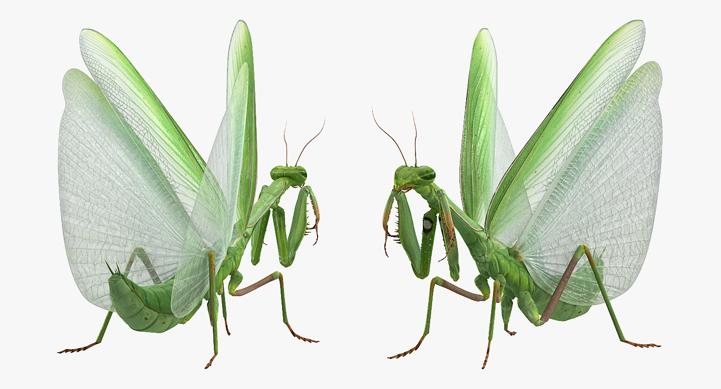 3D European Mantis Wings Open